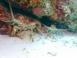 Spiny Lobster (funny how the smaller one is surrounded by small fish) IMG 4951